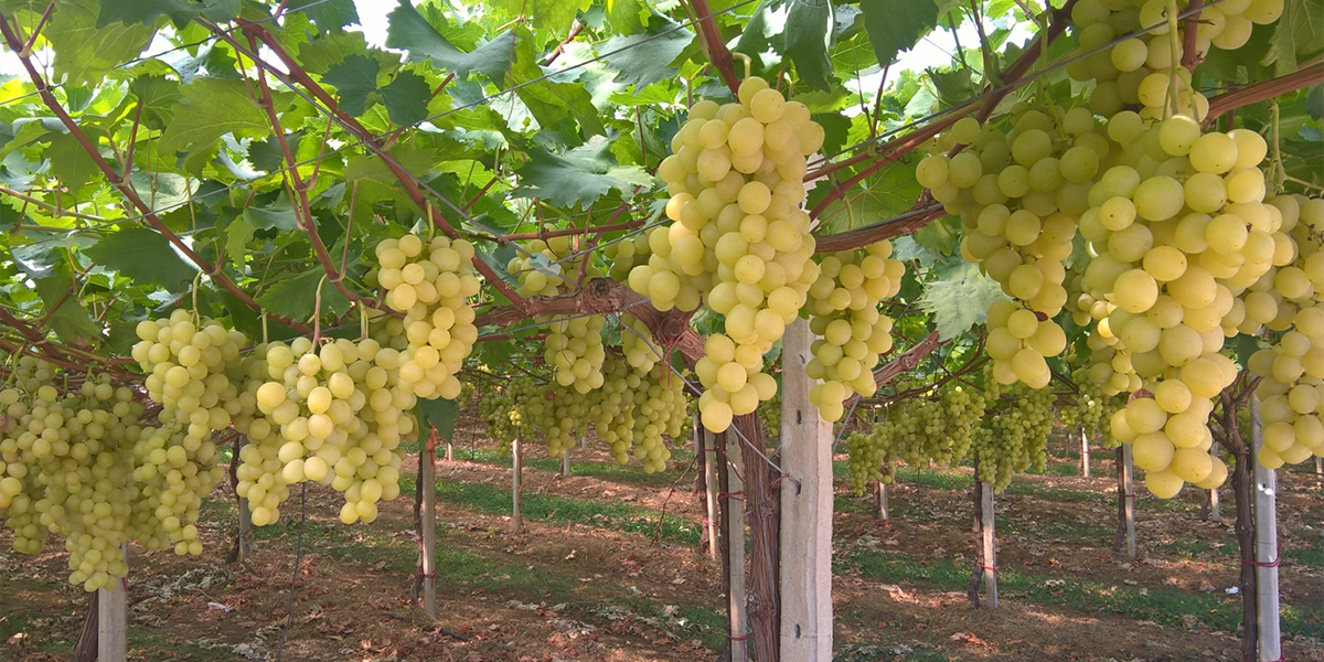 Table Grape Symposium: parola ai top player del settore
